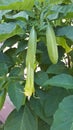 Single yellow dahlia flower bud in garden on sunny day Royalty Free Stock Photo