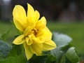 Single yellow dahlia flower close up (Dahlia). Leningrad region Royalty Free Stock Photo