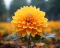 a single yellow dahlia flower in the middle of a field Royalty Free Stock Photo