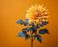 a single yellow dahlia flower on an orange background Royalty Free Stock Photo