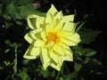 Single yellow dahlia flower in spring Royalty Free Stock Photo