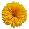 Single Yellow Daisy