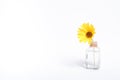 Single yellow daisy flower in vintage glass jar with water, angle view