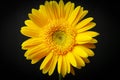 Single Yellow Daisy Royalty Free Stock Photo