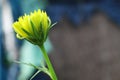 Single yellow dalia flower with soft background