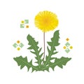 Single yellow dandelion flower with green leaves