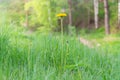 A single yellow dandelion flower on a long stem among the green grass in spring Royalty Free Stock Photo