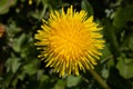 A single yellow dandelion flower.Macro photography of a dandelion. Green background Royalty Free Stock Photo