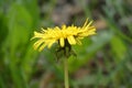 Single yellow dandelion on fresh green background, isolated. Nature flower close up Royalty Free Stock Photo