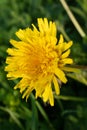 A single yellow dandelion in grass, close-up. Top view of dandelion flower with positive saying for poster, calendar Royalty Free Stock Photo