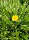 Yellow Dandelion Growing in Middle of Hosta