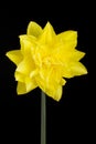 Single yellow double daffodil on black