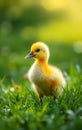 Single Yellow Duckling on Grass Royalty Free Stock Photo