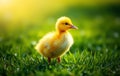 Single Yellow Duckling on Grass Royalty Free Stock Photo