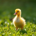 Single Yellow Duckling on Grass Royalty Free Stock Photo