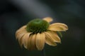 Yellow echinacea