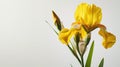 Single yellow elegant iris on white background. Minimalistic design. Copy space Royalty Free Stock Photo