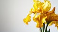 Single yellow elegant iris on white background. Minimalistic design. Copy space Royalty Free Stock Photo