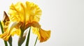 Single yellow elegant iris on white background. Minimalistic design. Copy space