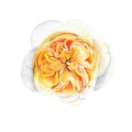 Single yellow English rose flower-head on white background Royalty Free Stock Photo