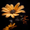 a single yellow flower against a black background Royalty Free Stock Photo