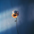 Soft-focus Pansy: Minimalist Backlit Flower Photography