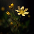 Single yellow flower in dark background