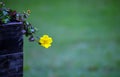 A single yellow flower and green defocused background Royalty Free Stock Photo