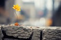 a single yellow flower is growing out of the side of a stone wall Royalty Free Stock Photo