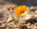 a single yellow flower growing in a rocky area