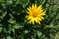 Single yellow flower of Heliopsis helianthoides in June