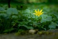 Single yellow flower of the lesser celandine, Ficaria verna, in front of a green carpet of leaves on the forest floor, shallow dep Royalty Free Stock Photo
