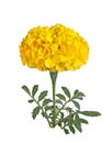 Single yellow flower of a marigold isolated Royalty Free Stock Photo