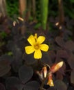 Single yellow flower of Oxalis spiralis or volcanic sorrel