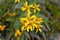 The yellow flower of Senecio scandens in the woods