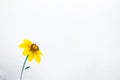 a single yellow flower Royalty Free Stock Photo