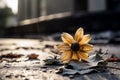 a single yellow flower sits on the ground in front of a building Royalty Free Stock Photo