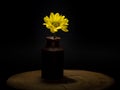 A single yellow flower stem and pottery bottle against a black background Royalty Free Stock Photo