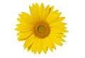 Single yellow flower. Sunflower isolated on white background Royalty Free Stock Photo