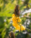Single Yellow flowers of the popcorn bush