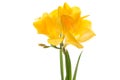 Single yellow freesia flower isolated on white background Royalty Free Stock Photo