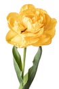 Single yellow fullt tulip isolated on white background Royalty Free Stock Photo