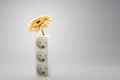 Single yellow Gerbera daisy in a vase Royalty Free Stock Photo