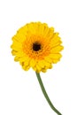 Single yellow gerbera flower closeup Royalty Free Stock Photo