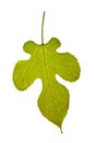 Single yellow-green mulberry leaf over the white Royalty Free Stock Photo