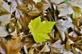 Single yellow-green plane tree leaf on dry leaves Royalty Free Stock Photo