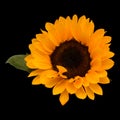 Single yellow helianthus annuus, the common sunflower Royalty Free Stock Photo