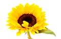 Single yellow helianthus annuus, the common sunflower Royalty Free Stock Photo