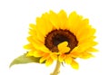 Single yellow helianthus annuus, the common sunflower Royalty Free Stock Photo