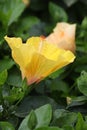 Beautiful, yellow hibiscus flower blooming in a garden Royalty Free Stock Photo